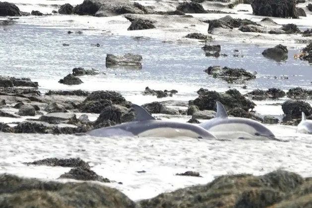 Dolphins stranded in Clare saved by volunteers in mammoth rescue mission – ‘a hard day but with a happy ending’