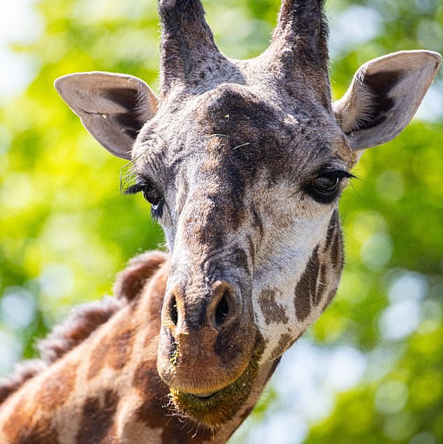 Kiko panicked after becoming caught in an opening door while exploring a newly accessible area of his enclosure