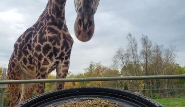 A beloved endangered giraffe born in South Carolina was killed in a freak zoo accident on New Years Day
