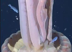 Eerie footage shows the rare animal, which has only been filmed around a dozen times, gently pulsing and swirling its way through the water