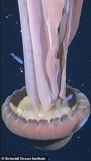 Eerie footage shows the rare animal, which has only been filmed around a dozen times, gently pulsing and swirling its way through the water