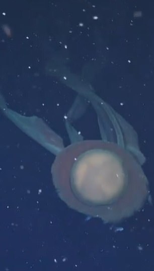 In the clip, the jellyfish appears to be swimming downwards, slowly pulsing as small fish swim around it