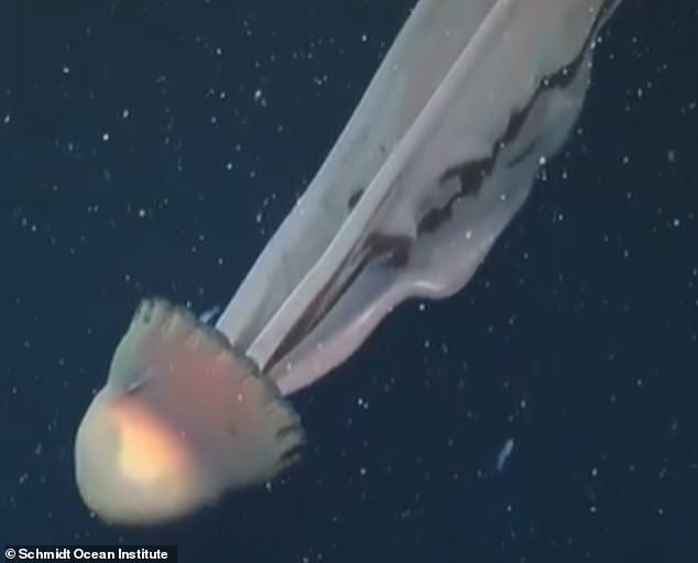 At 253 metres (830 feet) down, they came across the enormous ghostly jellyfish, which was first discovered in 1899
