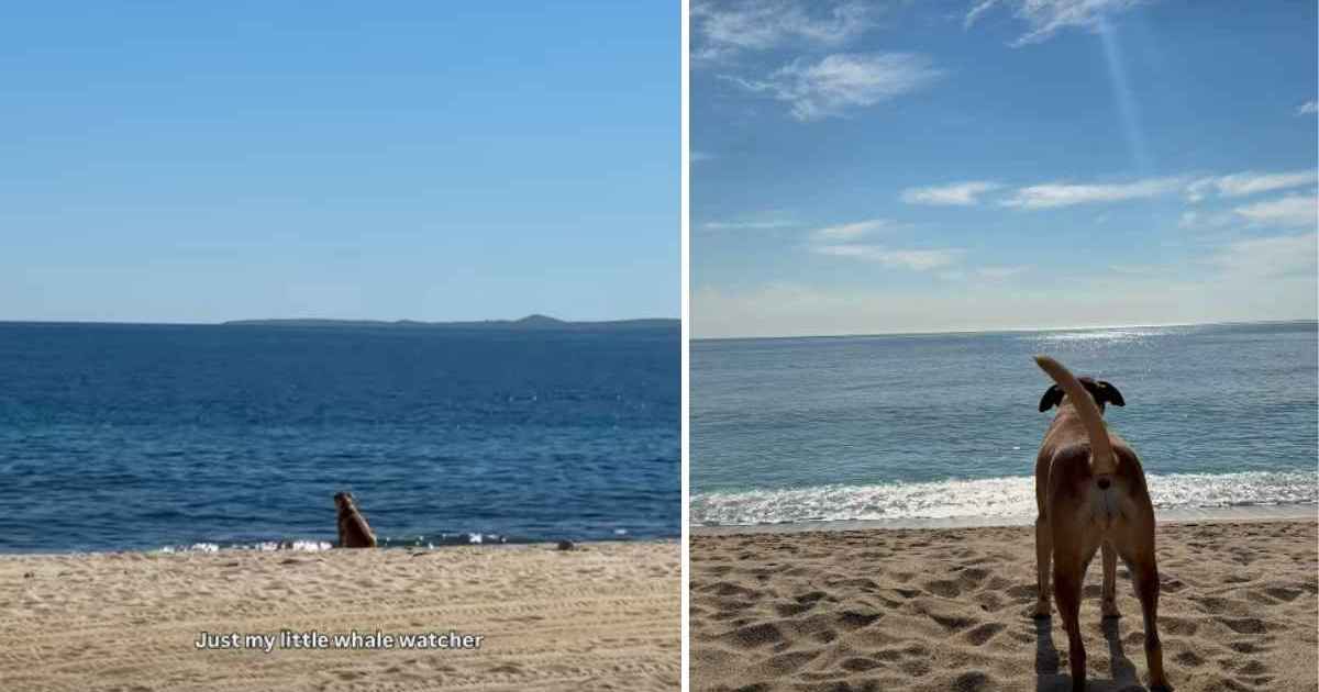 Video: Dog Smells Whales & Identifies Them With a Unique Bark