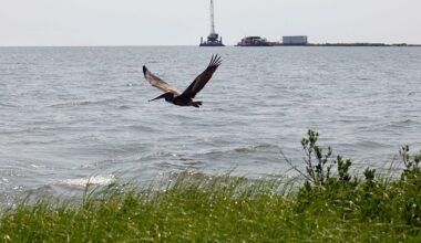 Pipeline operator faces record fine after oil spill in the Gulf of Mexico
