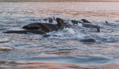 Forever chemicals in whales have plummeted. Here’s why it might not be good news