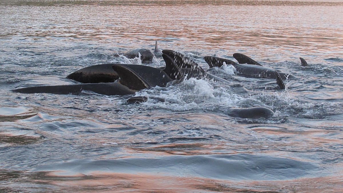 Forever chemicals in whales have plummeted. Here’s why it might not be good news