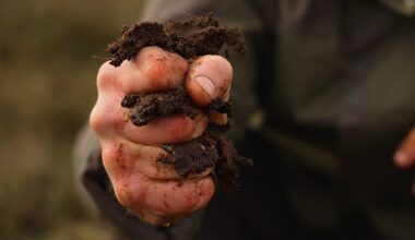 Making peatlands a green economy in Ireland's Midlands