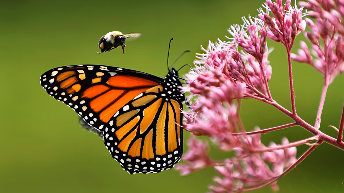 Monarch butterflies face a 3,000km migration. Can they survive with dwindling nectar supplies?