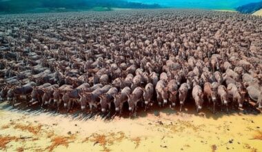 Australia kills thousands of wild donkeys, but discovers they can save the desert, create water, restore soil, and protect farms when used with control.