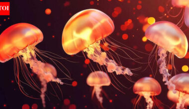 5 animals that don’t poop: The creatures that break the rules of digestion |