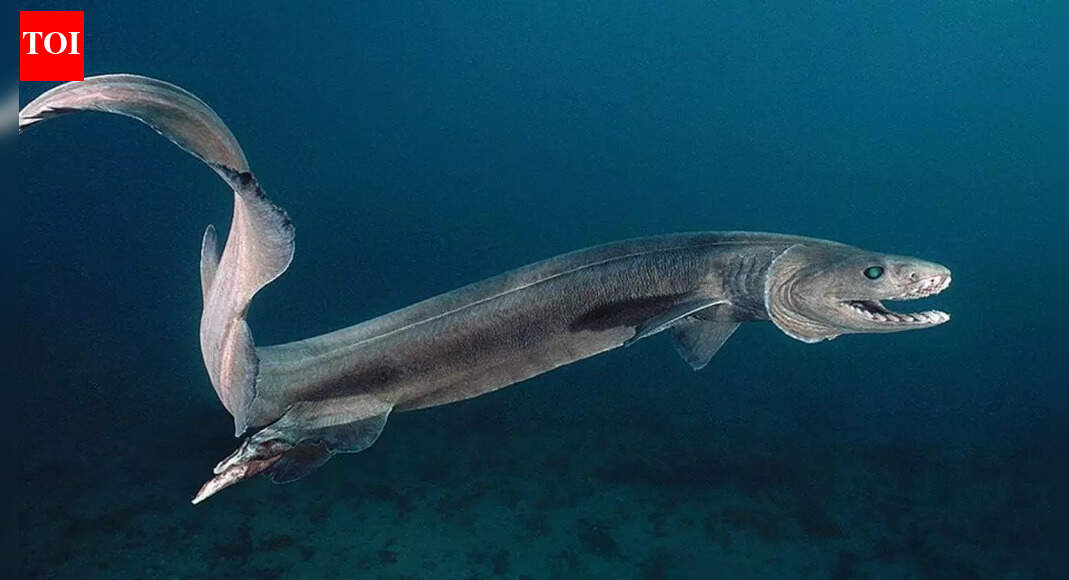 Meet the 80-million-year-old frilled shark: The mysterious deep-sea creature that has survived since the age of dinosaurs |