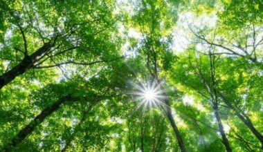 How light reflects on leaves may help researchers identify dying forests | News | Notre Dame News