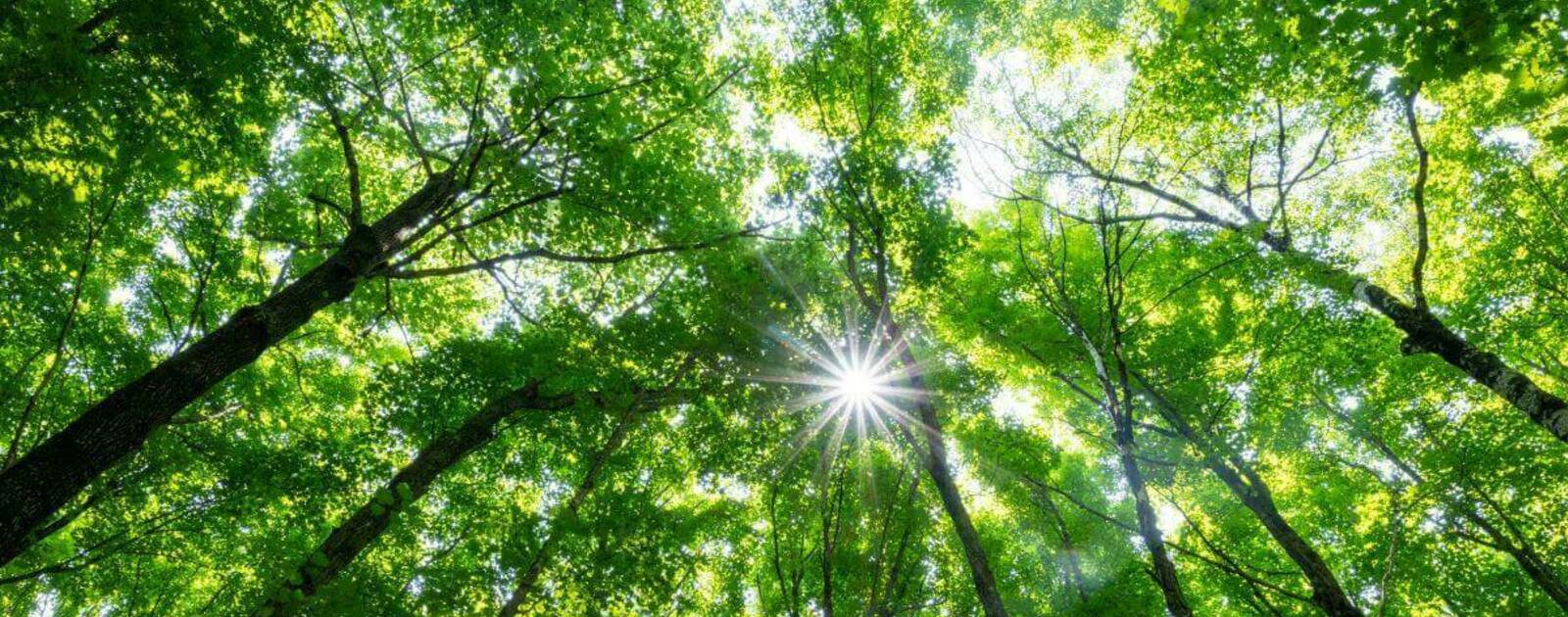 How light reflects on leaves may help researchers identify dying forests | News | Notre Dame News