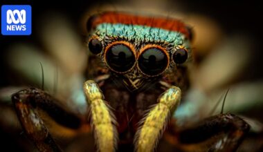 Insect enthusiasts helping researchers keep an eye on bug populations