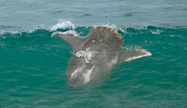 Alien-like Mola mola stuns surfers, washes ashore in San Diego