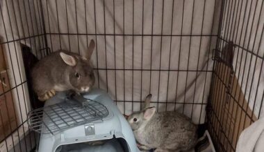 Baby rabbits ‘lucky to be alive’ after being dumped in Wexford Wildfowl Reserve in freezing temperatures