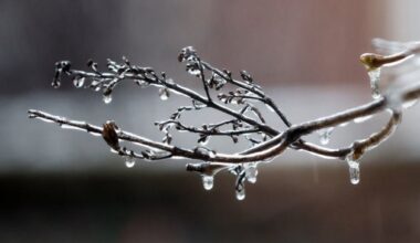 Milder temperatures on the way following cold spell, Met Éireann says