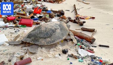 Christmas Island plastics pollution battle for turtles