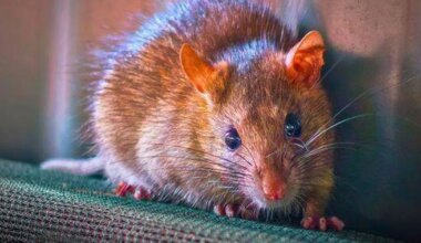 Picture of a mouse coming out of a gap