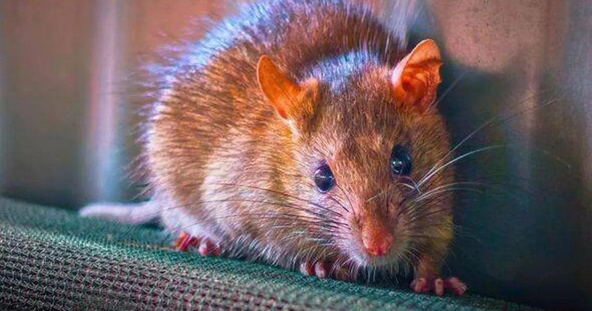 Picture of a mouse coming out of a gap