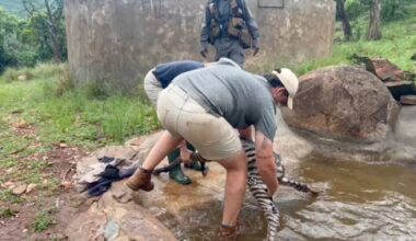 Ranger Discovers Newborn Wild Baby Fighting For His Life In A Dam