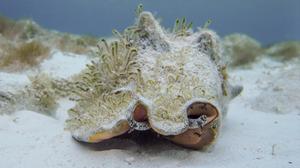 Hop to it: research from Shedd Aquarium tracks conch movement to set new conservation guidance
