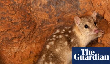 Ten Sydney harbours’ worth of threatened species habitat cleared under Albanese government in 2025, report finds | Logging and land-clearing