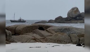 Woman Spots 'Ball Of Kelp' On Rock — Then Realizes It's Breathing
