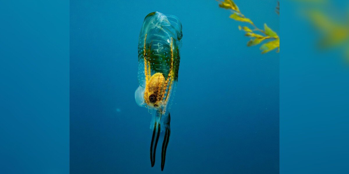 Free Diver Notices Strange 'Squid' That's Actually One Animal Living Inside Another