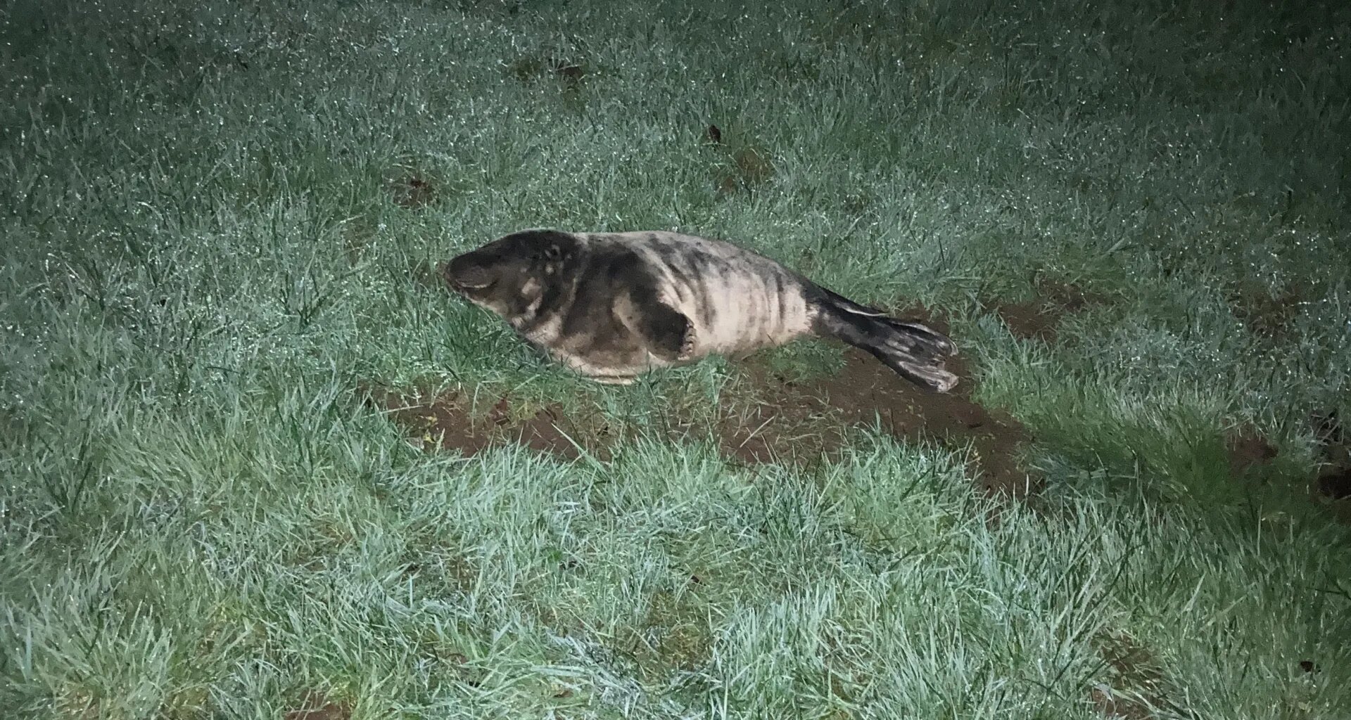 Seal saved on Corbally Baths