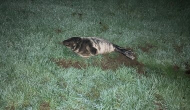 Seal saved on Corbally Baths