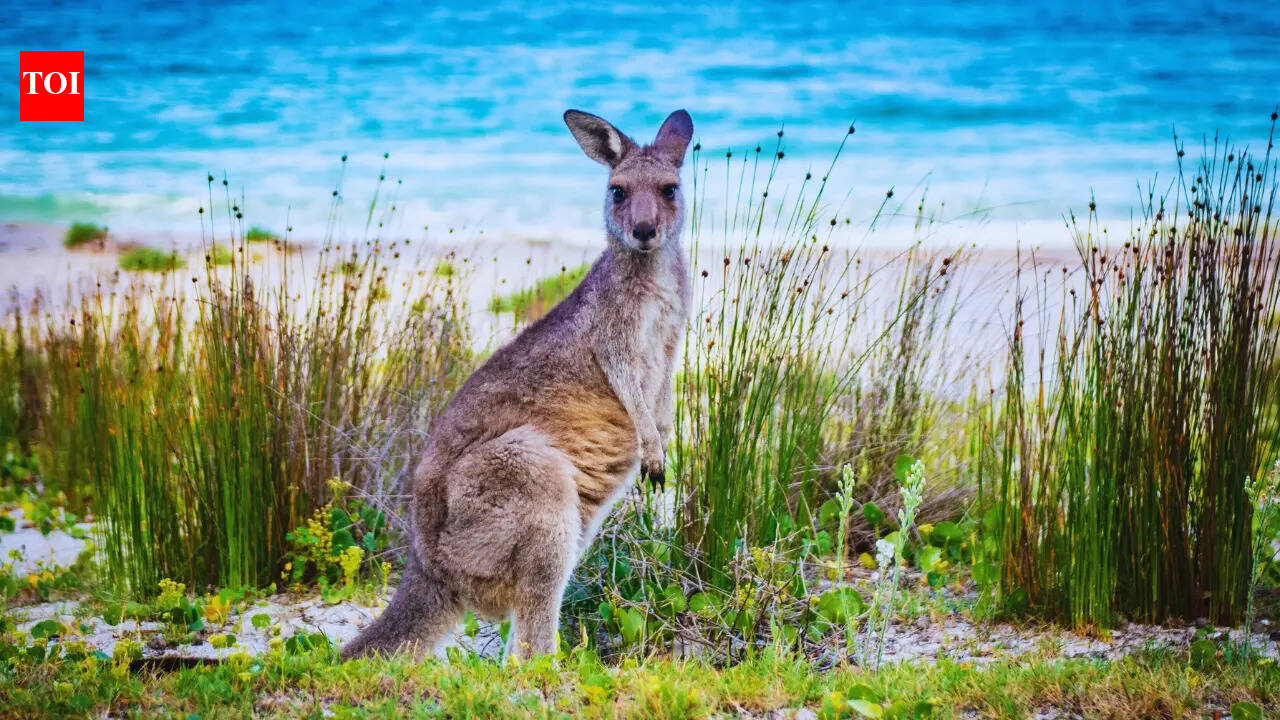 10 countries with the largest number of national parks