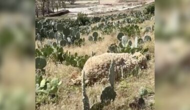 Pile Of Wool In Cactus Field Is Actually A Gentle Animal Who Needs Help