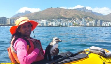 Adventure Guide Stunned When Penguin Jumps Into Her Kayak And Gives Her A Hug