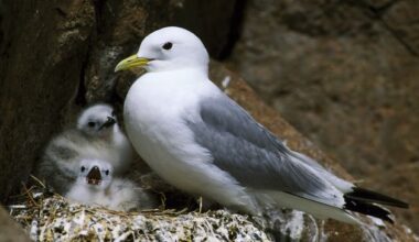 Climate Changemakers: ‘Offshore windfarms should not be located in key marine habitats’