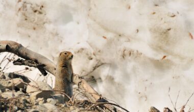 Meet The Squirrel That Turns Off Its Brain For 8 Months Every Year — A Biologist Explains