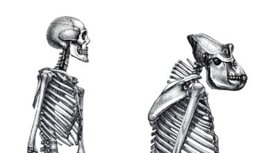 Anthropologists Still Can’t Agree On The Answer