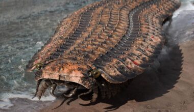 It Was Longer Than A Person