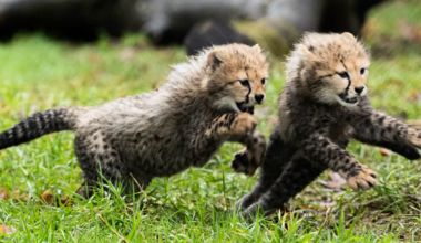 Fota Wildlife Park announces birth of two endangered Northern cheetah cubs