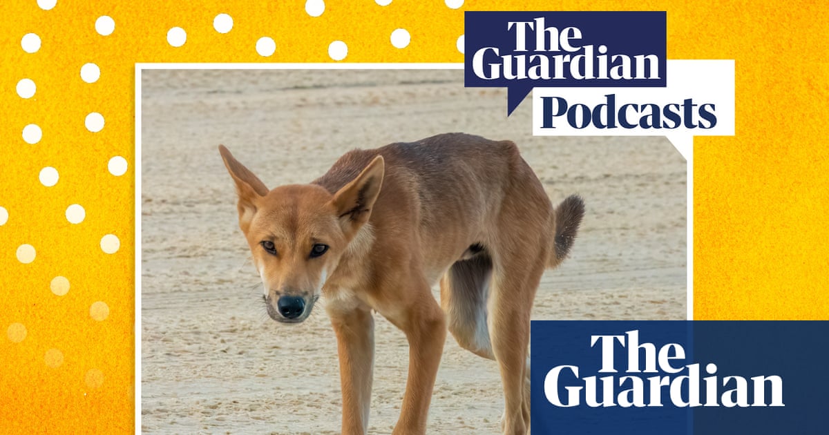 How can humans and dingoes coexist on K’gari? – Full Story podcast | Wildlife