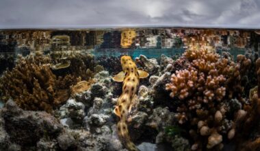 Walking Sharks Rewrite The Rules Of Reproduction