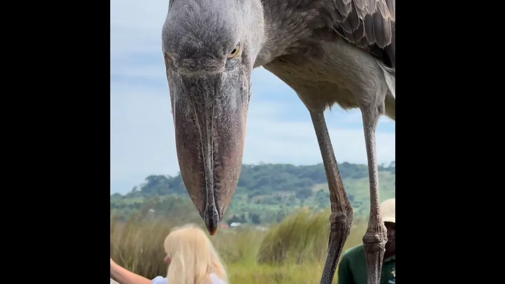 Extraordinary shoebill encounter has more tourists hoping to see them