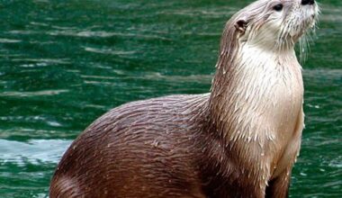 Otter spotted on Nanny River in positive sign for local ecosystem