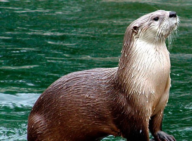 Otter spotted on Nanny River in positive sign for local ecosystem