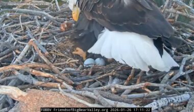 Big Bear bald eagles Jackie and Shadow lay 2 eggs, first of the season