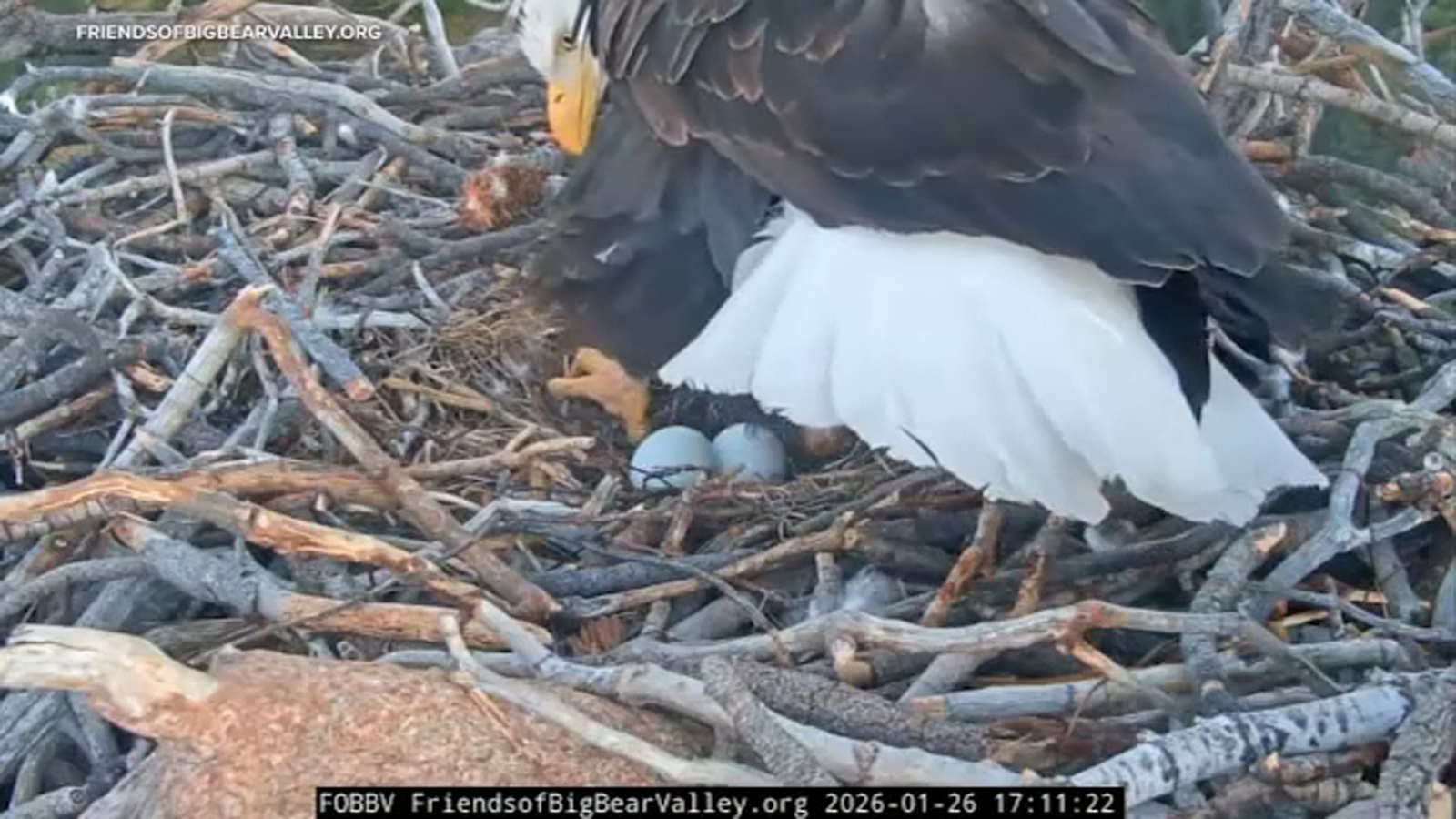 Big Bear bald eagles Jackie and Shadow lay 2 eggs, first of the season