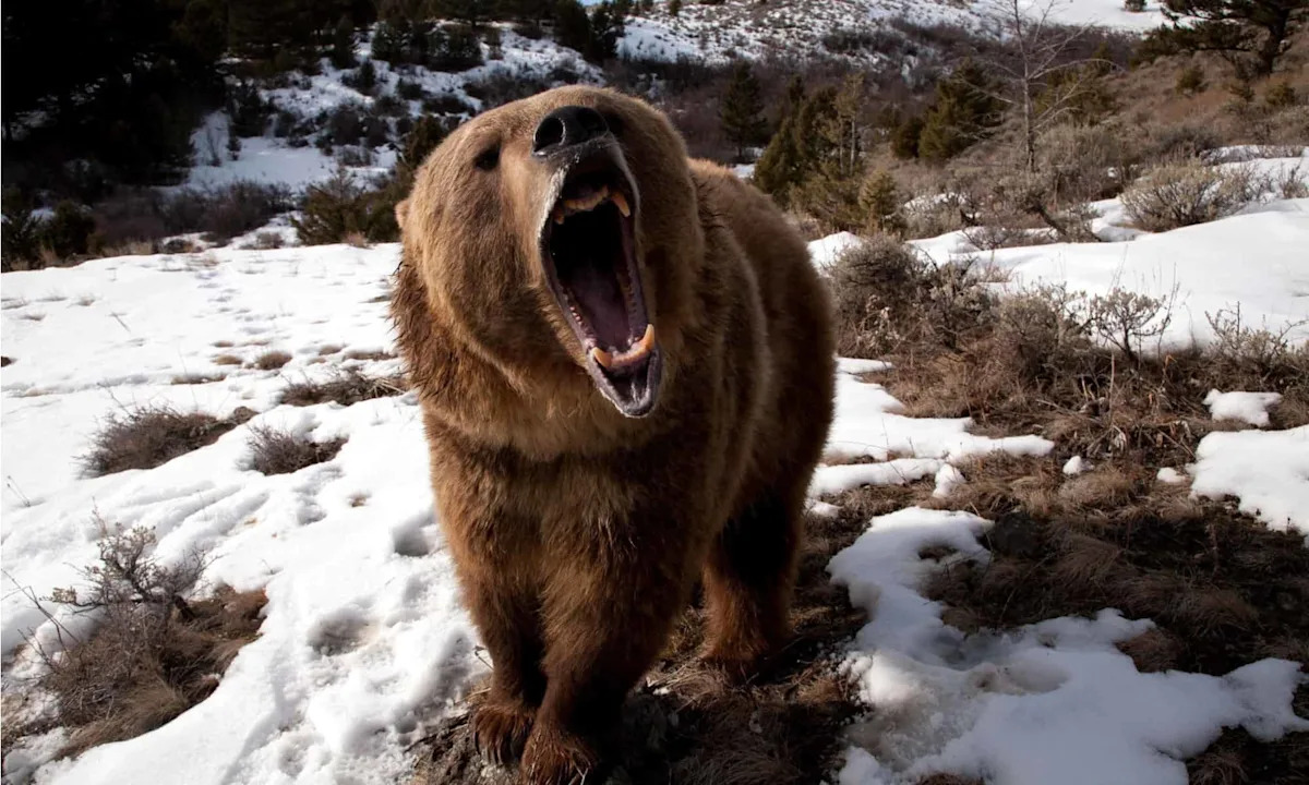 A 700-Pound Grizzly Sat Inches From This Photographer. His 3-Word Response Saved Him