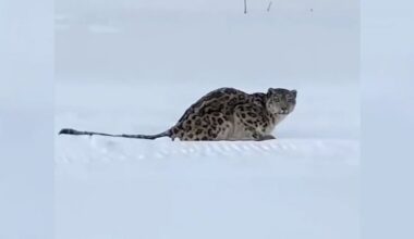Snow leopard mauls skier in China’s Xinjiang region