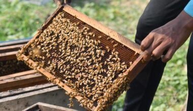 India's GDP estimated to grow 7.4 pct in FY 2025-26-Xinhua